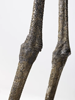 Crowned Crane (Balearica regulorum) close-up of scaly skin on legs Crowned Crane (Balearica regulorum) close-up of scaly skin on legs