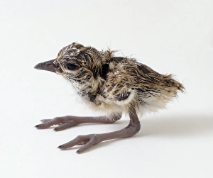 Crowned plover (Vanellus coronatus) chick standing, side view Crowned plover (Vanellus coronatus) chick standing, side view