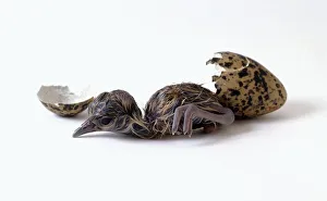 Crowned plover (Vanellus coronatus) hatched from egg Crowned plover (Vanellus coronatus) hatched from egg