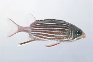 Crowned squirrelfish (Holocentrus diadema), side view Crowned squirrelfish (Holocentrus diadema), side view