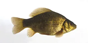 Crucian carp (Carassius carassius), side view Crucian carp (Carassius carassius), side view