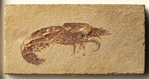 Crustacea - Carpopenaeus: Carpopenaeus fossil, close-up Crustacea - Carpopenaeus: Carpopenaeus fossil, close-up