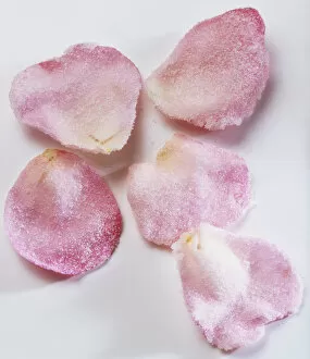 Five crystallized pink rose petals, close up