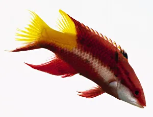 <b class=qtipBold><figcaption>Cuban Hogfish</figcaption></b><br><em>© Dorling Kindersley/UIG</em> Cuban Hogfish