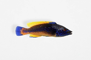 Cuckoo Wrasse (Labrus mixtus), male Cuckoo Wrasse (Labrus mixtus), male