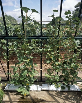 Cucumis melo First Break and Cucumis melo Minnesota Midget (Melons) in growing bags in a greenhouse Cucumis melo First Break and Cucumis melo Minnesota Midget (Melons) in growing bags in a greenhouse