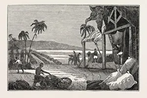 CULTIVATION OF THE COTTON PLANT, GUIANA. The Guianas, sometimes called by the Spanish CULTIVATION OF THE COTTON PLANT, GUIANA. The Guianas, sometimes called by the Spanish
