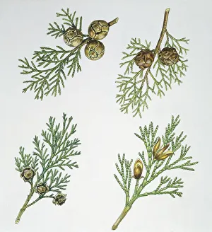 Cupressaceae, Leaves and fruits of California Incense-cedar Calocedrus decurrens Cupressaceae, Leaves and fruits of California Incense-cedar Calocedrus decurrens