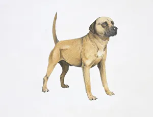 <b class=qtipBold><figcaption>Cur dog, illustration</figcaption></b><br>Cur dog, illustration Zoology, Mammals<br><em>© DEA PICTURE LIBRARY</em> Cur dog, illustration