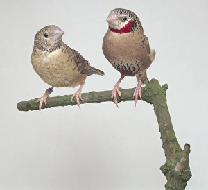 Two cut throat finches - front view Two cut throat finches - front view