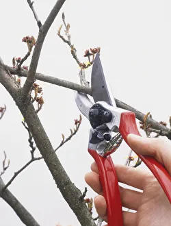 <b class=qtipBold><figcaption>Cutting branch using secateurs</figcaption></b><br><em>© Dorling Kindersley/UIG</em> Cutting branch using secateurs