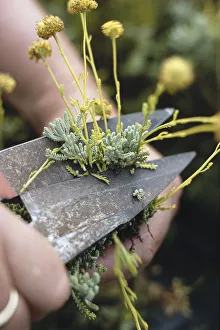 Cutting back flowers and leaves using clippers with wide rusting blades Cutting back flowers and leaves using clippers with wide rusting blades