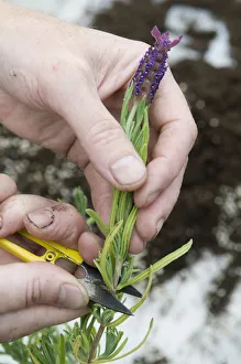 <b class=qtipBold><figcaption>Cutting off lavender flower head</figcaption></b><br><em>© Dorling Kindersley/UIG</em> Cutting off lavender flower head