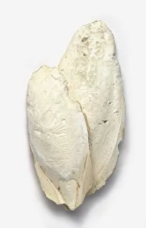 <b class=qtipBold><figcaption>Cuttlefish bone</figcaption></b><br><em>© Dorling Kindersley/UIG</em> Cuttlefish bone