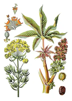 Cypress spurge, Euphorbia cyparissias (left), castor-oil-plant, castor bean Cypress spurge, Euphorbia cyparissias (left), castor-oil-plant, castor bean