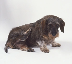 Dachshund (Canis familiaris) scratching itself, side view Dachshund (Canis familiaris) scratching itself, side view
