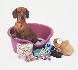 Dachshund (Canis familiaris) sitting up in a basket, surrounded by toys, a brush Dachshund (Canis familiaris) sitting up in a basket, surrounded by toys, a brush