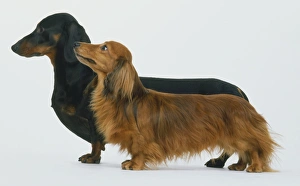 Two Dachshund dogs (Canis familiaris), short dark haired coat and long red haired coat Two Dachshund dogs (Canis familiaris), short dark haired coat and long red haired coat