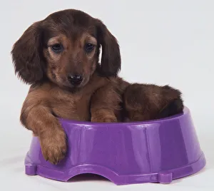 Dachshund lying in food bowl (A) Dachshund lying in food bowl (A)