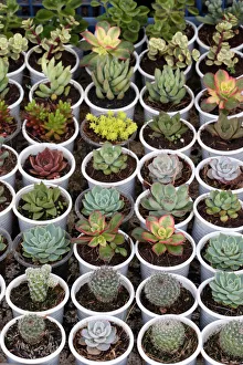 Dalat flower market. Cactus. Dalat. Vietnam Dalat flower market. Cactus. Dalat. Vietnam
