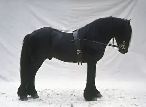 Dales pony wearing a bridle attached to a girth by the reins, standing, side view Dales pony wearing a bridle attached to a girth by the reins, standing, side view