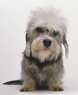 Dandie Dinmont Terrier (Canis familiaris), close up, front view Dandie Dinmont Terrier (Canis familiaris), close up, front view
