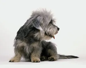 Dandie Dinmont Terrier, looking away Dandie Dinmont Terrier, looking away