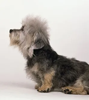 Dandie Dinmont Terrier, sitting, side view Dandie Dinmont Terrier, sitting, side view