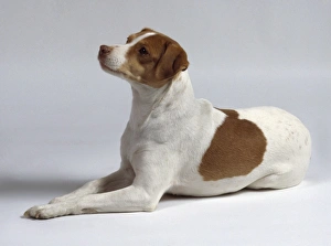 Dansk Svensk Gardshund (Danish Swedish Farmdog), side view Dansk Svensk Gardshund (Danish Swedish Farmdog), side view