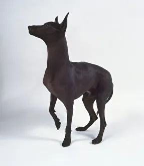 A dark-colored Mexican hairless dog stands with its ears pricked up and one paw raised A dark-colored Mexican hairless dog stands with its ears pricked up and one paw raised