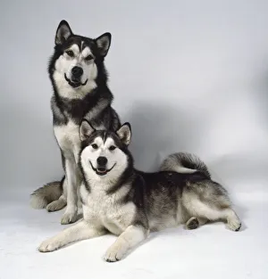 Two dark gray and white Alaskan malamutes with their thick black and white luxuriant coats Two dark gray and white Alaskan malamutes with their thick black and white luxuriant coats