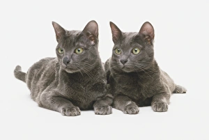 Two dark-grey Korat cats (Felis catus) lying down next to each other, looking to the side Two dark-grey Korat cats (Felis catus) lying down next to each other, looking to the side