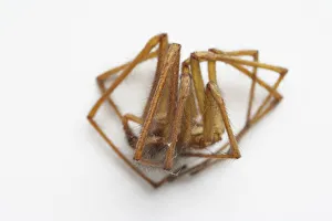 <b class=qtipBold><figcaption>Dead spider curled up</figcaption></b><br><em>© Dorling Kindersley/UIG</em> Dead spider curled up