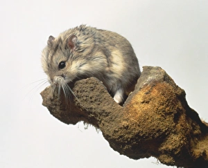 Desert or Roborovski Hamster, Phodopus roborovskii, a dwarf hamster on a stone Desert or Roborovski Hamster, Phodopus roborovskii, a dwarf hamster on a stone