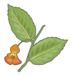 Digital illustration of Impatiens (Jewelweed), green leaves and orange flower on stem Digital illustration of Impatiens (Jewelweed), green leaves and orange flower on stem