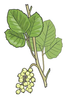 Digital illustration of Toxicodendron diversilobum (syn. Rhus diversiloba; Western Poison-oak or Pacific Poison-oak), leaves and berries on stem Digital illustration of Toxicodendron diversilobum (syn. Rhus diversiloba; Western Poison-oak or Pacific Poison-oak), leaves and berries on stem