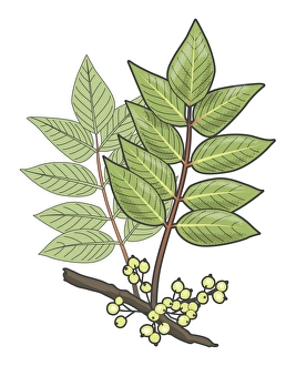 Digital illustration of Toxicodendron vernix or Rhus vernix (Poison Sumac) Digital illustration of Toxicodendron vernix or Rhus vernix (Poison Sumac)