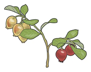 Digital illustration of Vaccinium vitis-idaea (Cowberry), green leaves and fruit on stem Digital illustration of Vaccinium vitis-idaea (Cowberry), green leaves and fruit on stem