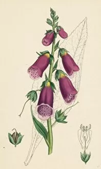 Digitalis purpurea, Purple Foxglove