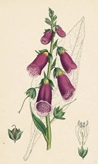 Digitalis purpurea, Purple Foxglove Digitalis purpurea, Purple Foxglove