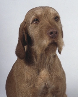 A dignified wire-haired Hungarian vizsla with a short bristly beard A dignified wire-haired Hungarian vizsla with a short bristly beard