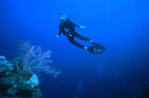 <b class=qtipBold><figcaption>Diver swimming close to Coral</figcaption></b><br><em>© Dorling Kindersley/UIG</em> Diver swimming close to Coral