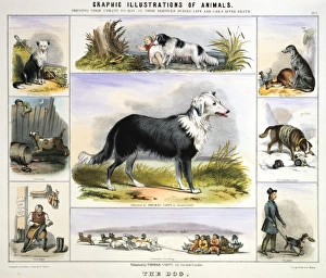 The Dog: Collie sheepdog: Newfoundland for water rescue: Deerhound for hunting: St The Dog: Collie sheepdog: Newfoundland for water rescue: Deerhound for hunting: St