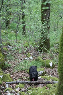<b class=qtipBold><figcaption>Dog in the Wood</figcaption></b><br><em>© Marka/Universal Images Group</em> Dog in the Wood