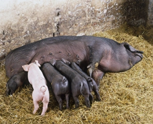 Domestic Pigs (sus sp.) on bed of hay, black sow lying on her side as four piglets suckle Domestic Pigs (sus sp.) on bed of hay, black sow lying on her side as four piglets suckle