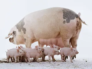 Domestic Pigs (sus sp.) standing, group of piglets gathered by sows legs, side view Domestic Pigs (sus sp.) standing, group of piglets gathered by sows legs, side view