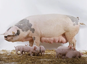 Domestic Pigs (sus sp.) standing on bed of hay, group of piglets scattered by sows legs Domestic Pigs (sus sp.) standing on bed of hay, group of piglets scattered by sows legs