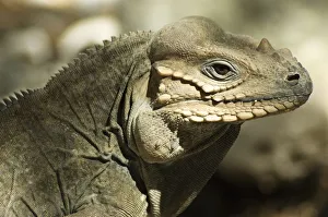 Dominican Republic, Lago Enriquillo, Isla Cabritos, Rhinoceros iguana (Cyclura cornuta Dominican Republic, Lago Enriquillo, Isla Cabritos, Rhinoceros iguana (Cyclura cornuta