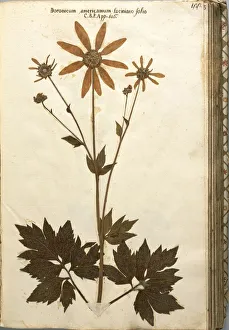 Doronicum americanum lacinato leaves Doronicum americanum lacinato leaves