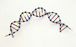 <b class=qtipBold><figcaption>Double Helix of Human DNA</figcaption></b><br><em>© Dorling Kindersley/UIG</em> Double Helix of Human DNA